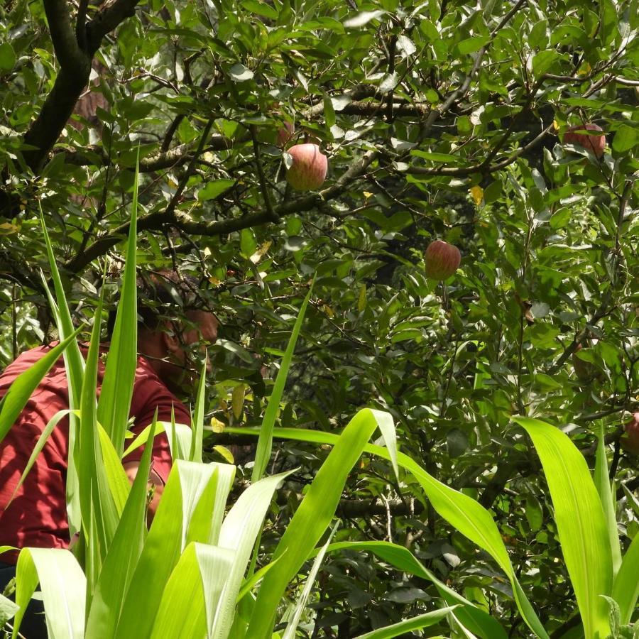 The Royal Orchard Kasol Hotel Bagian luar foto